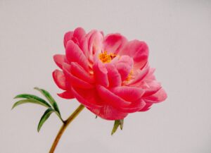 Rose on Spiritual Journey
