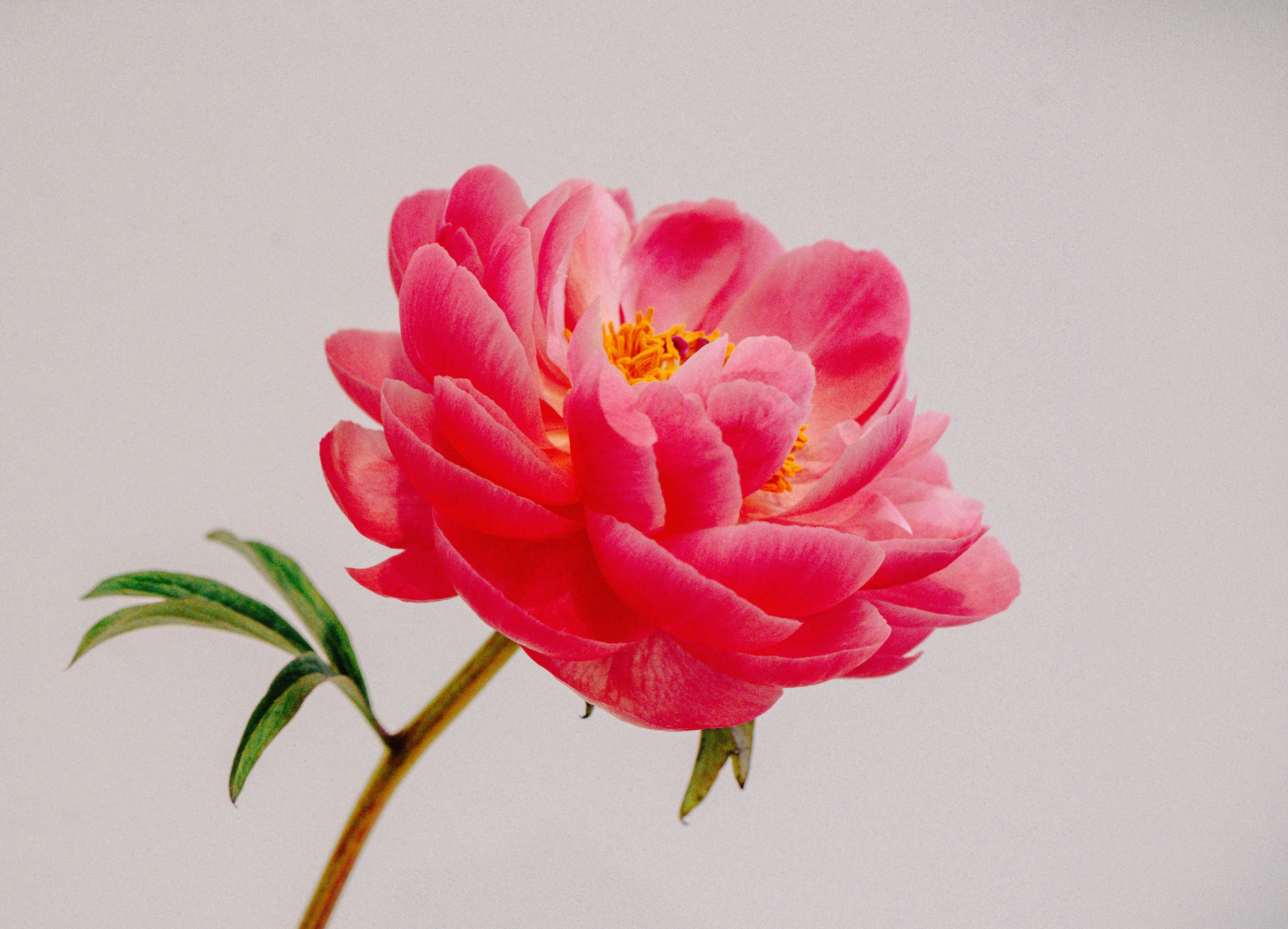 Rose on Spiritual Journey
